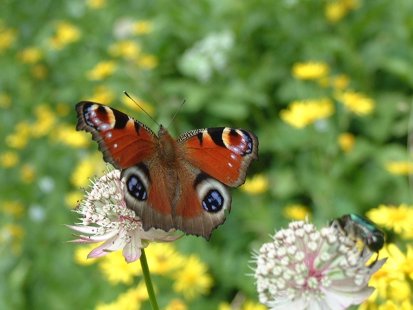 vistosa farfalla (Aglais io)